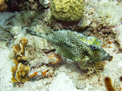 Porites astreoides