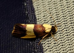 Telecrates laetiorella