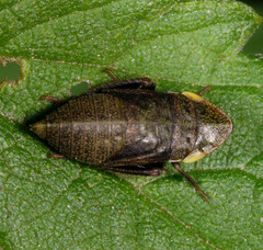 Aphrodes makarovi