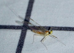 Stenacron interpunctatum