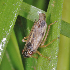 Evacanthus acuminatus