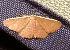Idaea