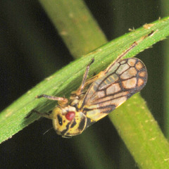Macropsini