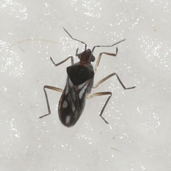 Microvelia