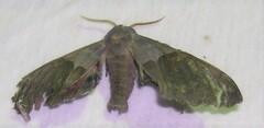 Pachysphinx modesta