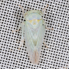 Populicerus albicans