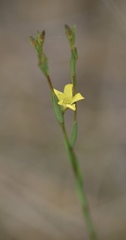 Linum medium texanum