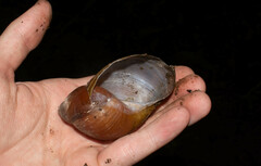 Megalobulimus popelairianus