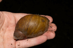 Megalobulimus popelairianus