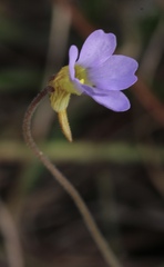 Pinguicula pumila