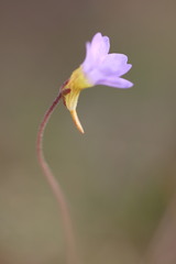 Pinguicula pumila