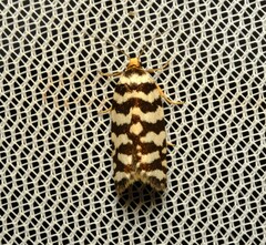 Paracochylis amoenana