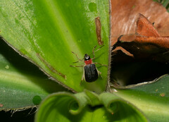 Paratriarius