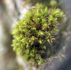 Orthotrichaceae