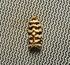 Paracochylis amoenana