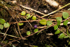 Sphyrospermum buxifolium