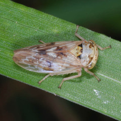 Rhytidodus