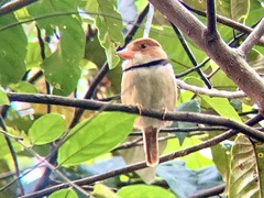 Bucco capensis