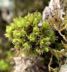 Orthotrichaceae