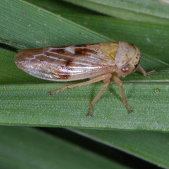 Rhytidodus