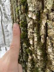 Orthotrichaceae