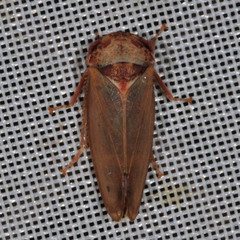 Iassus lanio
