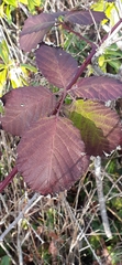 Rubus