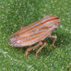 Ommatidiotus concinnus