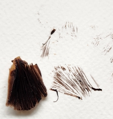 Coprinellus domesticus