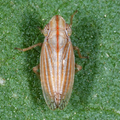 Ommatidiotus concinnus