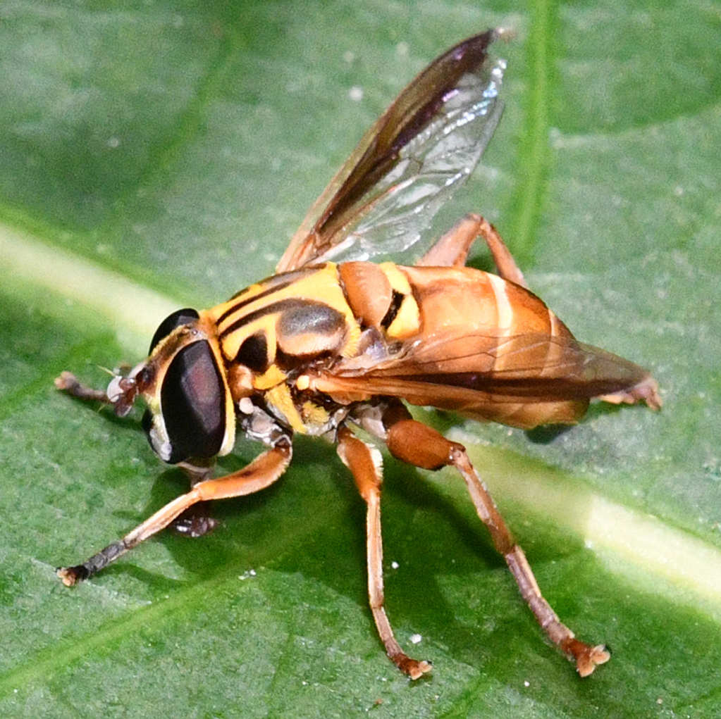 Meromacrus basiger
