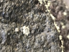 Chthamalus antennatus