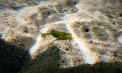 Hippolyte australiensis