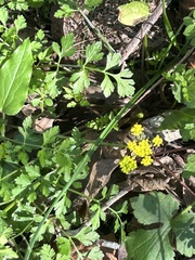 Tauschia texana