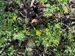 Tauschia texana