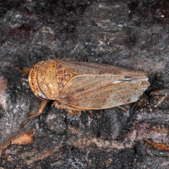 Selenocephalus obsoletus