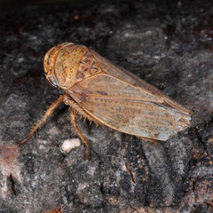 Selenocephalus obsoletus