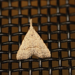 Trigonistis asthenopa
