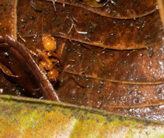 Megalomyrmex leoninus