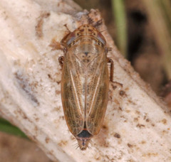 Athysanini