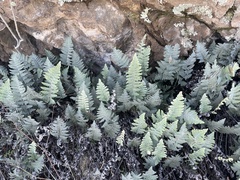 Myriopteris lindheimeri