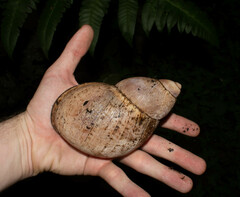 Megalobulimus popelairianus