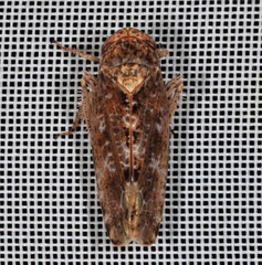 Allygidius atomarius