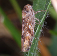 Allygidius atomarius