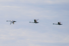 Cygnus columbianus
