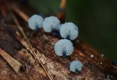 Mycena indigotica