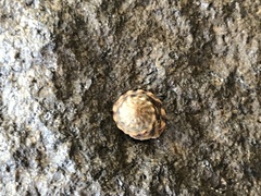 Bembicium auratum