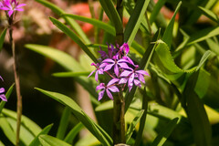 Epidendrum flexuosum