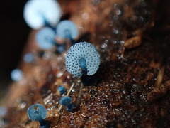 Mycena indigotica