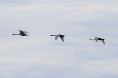 Cygnus columbianus